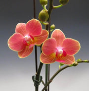Orange Mini Orchid Seeds