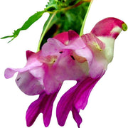 Parrot Orchid Seeds