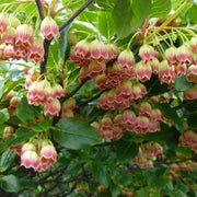 Pink Bell Orchid Seeds
