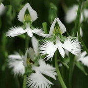 Radiata Orchid Seeds
