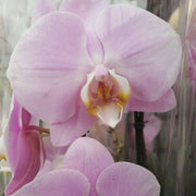 Baby Pink Orchid Seeds