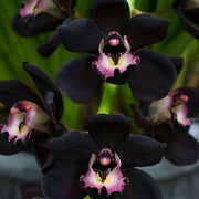 Black Butterfly Orchid Seeds