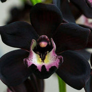 Black Cymbidium Orchid Seeds