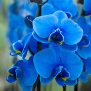 Blue Butterfly Orchid Seeds