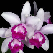 Cattleya Intermedia Orchid Seeds