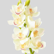 Cream Cymbidium Orchid Seeds