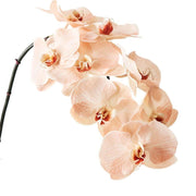 Cream Phalaenopsis Orchid Seeds