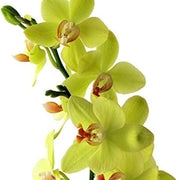 Green Orchid Seeds