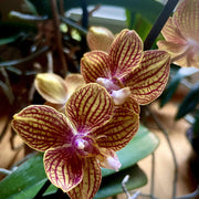Green Brown Phalaenopsis Orchid Seeds