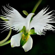 Heron Orchid Seeds