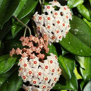 Hoya Orchid Seeds