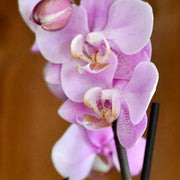 Light Purple Phalaenopsis Orchid Seeds