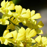 Light Yellow Dendrobium Orchid Seeds