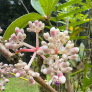 Malaysian Orchid Seeds
