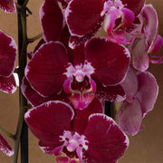 Maroon White Phalaenopsis Orchid Seeds