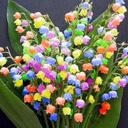 Mixed Bell Orchid Seeds