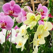 Mixed Doritaenopsis Orchid Seeds