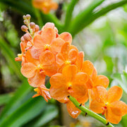 Orange Bell Orchid Seeds