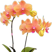 Orange Mini Orchid Seeds