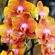 Orange Yellow Phalaenopsis Orchid Seeds