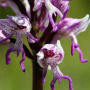 Orchis Italica Orchid Seeds