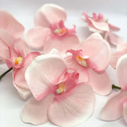 Pale Pink Orchid Seeds