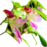 Parrot Orchid Seeds
