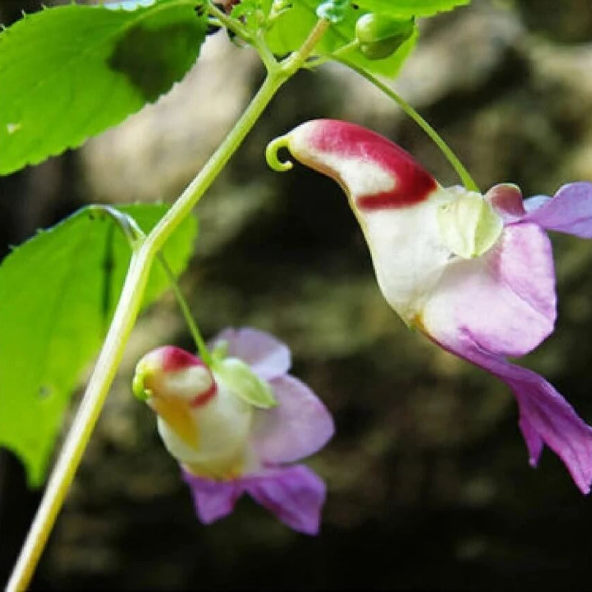 Parrot Orchid Seeds