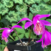 Pink Butterfly Orchid Seeds