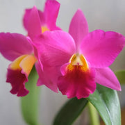 Pink Cattleya Orchid Seeds