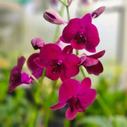 Pink Red Dendrobium Orchid Seeds