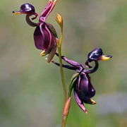 Purple Flying Duck Orchid Seeds