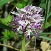 Purple Naked Man Orchid Seeds