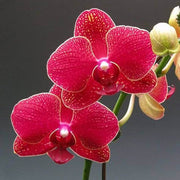 Red Phalaenopsis Orchid Seeds