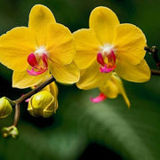 Red Yellow Phalaenopsis Orchid Seeds