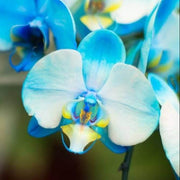 Sky Blue White Phalaenopsis Orchid Seeds