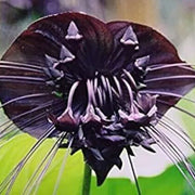 Tiger Orchid Seeds