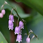 Violet Bell Orchid Seeds