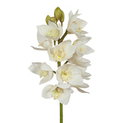 White Cymbidium Orchid Seeds
