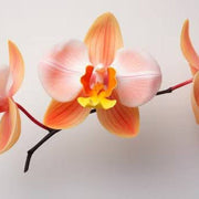White Orange Orchid Seeds