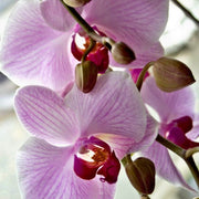White Violet Phalaenopsis Orchid Seeds