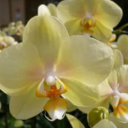Yellow Phalaenopsis Orchid Seeds