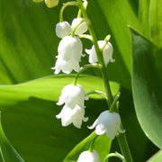 Bell Orchid Seeds