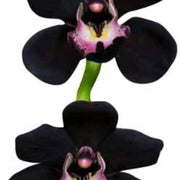 Black Cymbidium Orchid Seeds