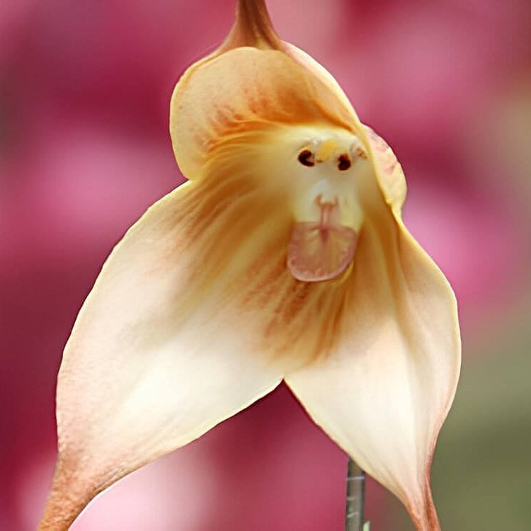 Brown Monkey Orchid Seeds