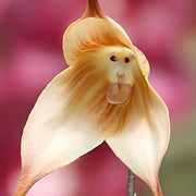 Brown Monkey Orchid Seeds