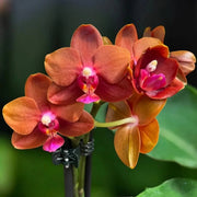 Brown Phalaenopsis Orchid Seeds