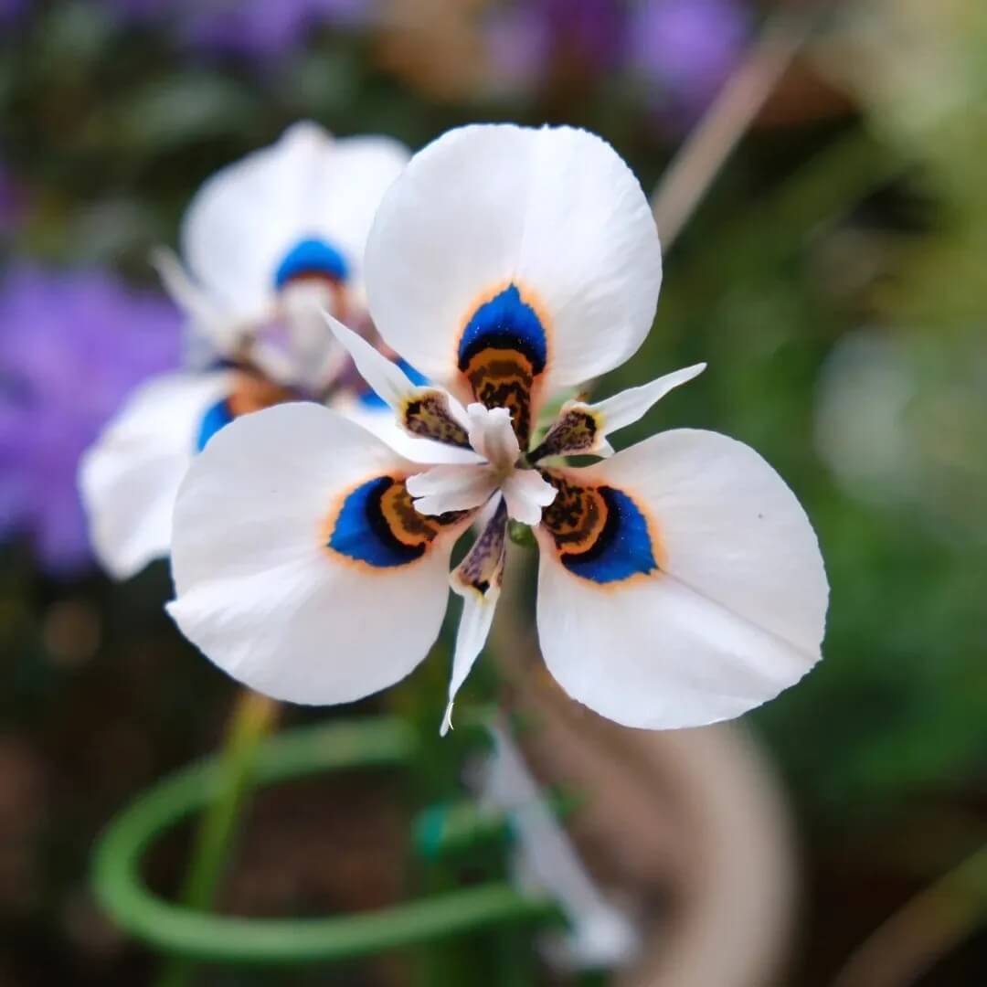 Butterfly Orchid Seeds