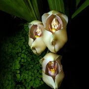 Cream Eggs Baby Orchid Seeds