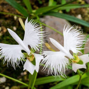 Heron Orchid Seeds